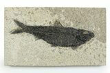 Detailed Fossil Fish (Knightia) - Wyoming #356791-1